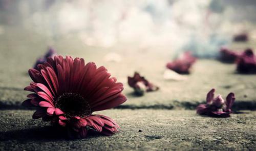 生活的无奈与艰辛句子 花开终是落，花落终成空