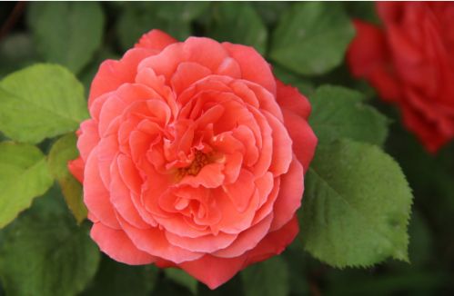关于月季花的优美句子
