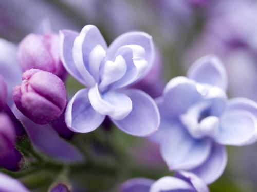 关于丁香花的优美句子