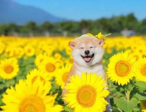 一年级描写心情开心的句子大全 一年级开心的事一句话