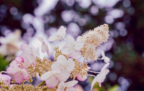 家长祝福教师节的句子 感恩教师节文案句子