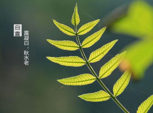 白露祝福语