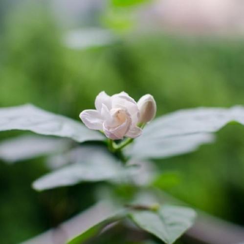 立春节气问候朋友短信