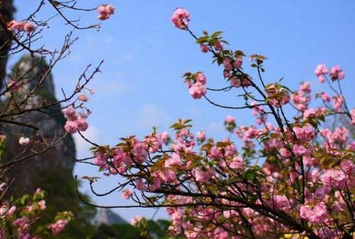 春天天气降温问候短信