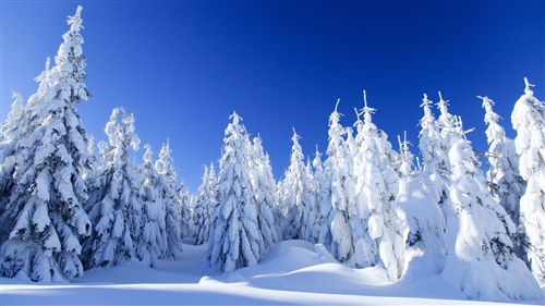 节气大雪祝福的一句话