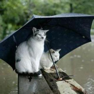 最新雨天问候短信大全