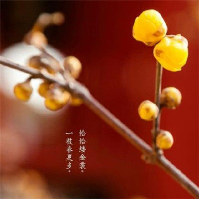 立春祝福语大全