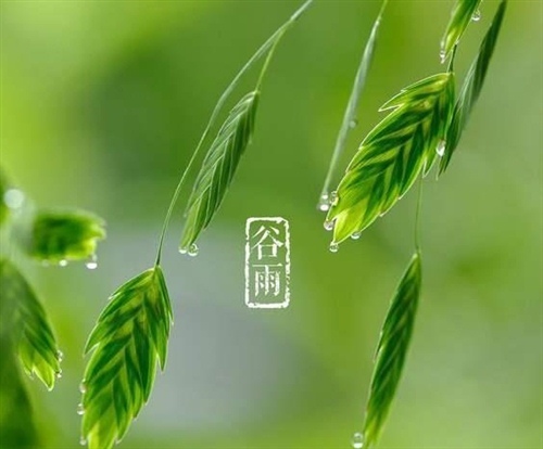 2021谷雨节气祝福语朋友圈