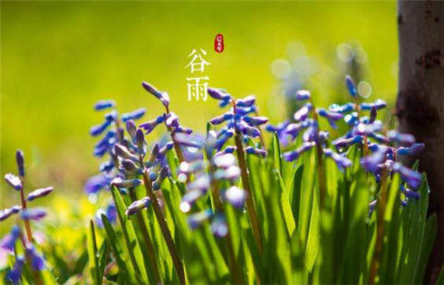 谷雨节气的祝福语