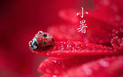 小暑节气祝福语带图片