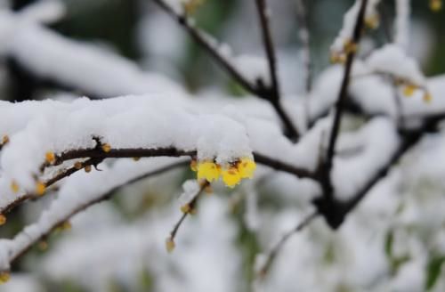 下雪发朋友圈的说说 感受雪景的心情短语