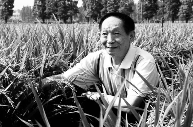 缅怀袁隆平的句子