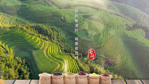 今日芒种朋友圈文案芒种到了心情说说经典句子锦集句