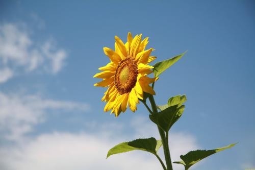 温柔干净无关爱情的句子 三观超正的温柔文案