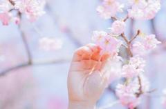 樱花盛开的好听语录 2022春季赏樱花的唯美句子