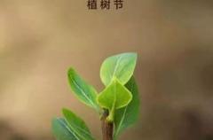 植树节发朋友圈的正能量说说 2022植树节正能量语录