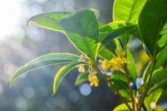 关于紫罗兰的网名大全
