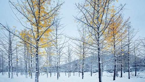 抖音下雪超级火的句子抖音最美下雪文案