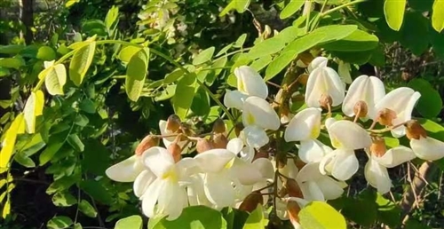 发槐花的朋友圈的配文