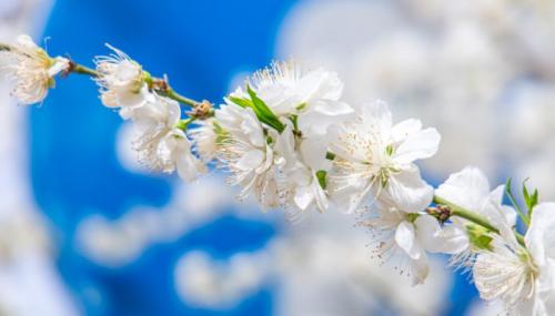驿路梨花中描写梨花的句子并赏析驿路梨花里面写梨花的句子
