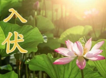 2022夏季入伏的心情说说 入伏很热的短句