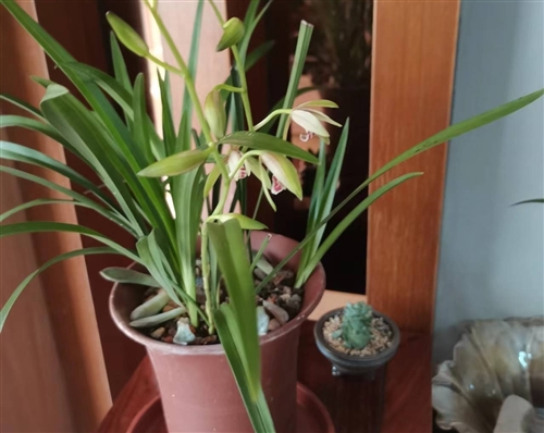 朋友圈晒兰花的经典句子