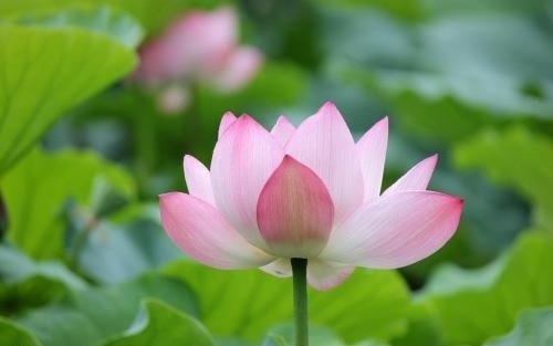 荷花朋友圈句子文案